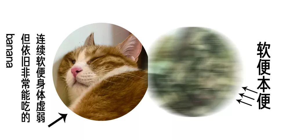 20款猫粮评测,20以内猫粮推荐红黑榜测评