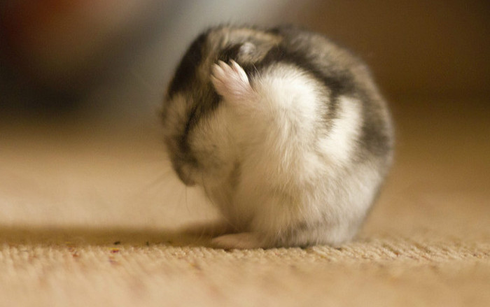 养仓鼠必须知道的8大常识问题,养仓鼠的必须知道的小知识