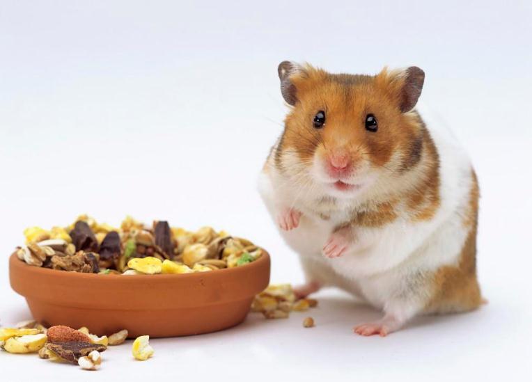 养仓鼠要知道哪些问题,养仓鼠要做什么检查