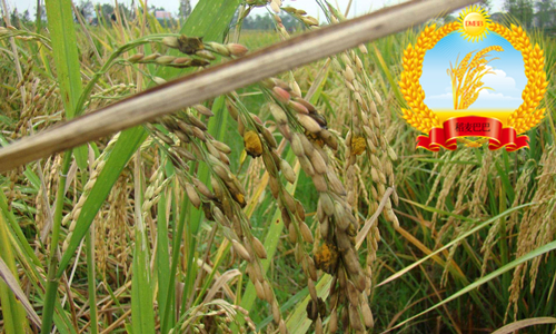 水稻稻穗起霉是什么原因,水稻后期稻穗有霉变怎么办