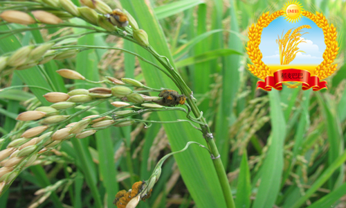 水稻稻穗起霉是什么原因,水稻后期稻穗有霉变怎么办