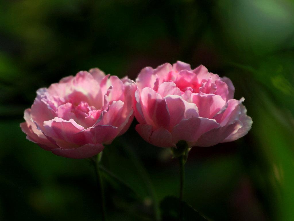 鑺辫澶у叏涓冨閫佽姳鏀荤暐,瑙ｅ咖鎯呰瘽