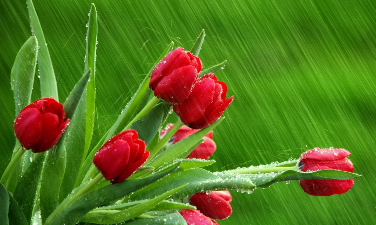 送花怎么选择合适的花,送花花的种类和意义