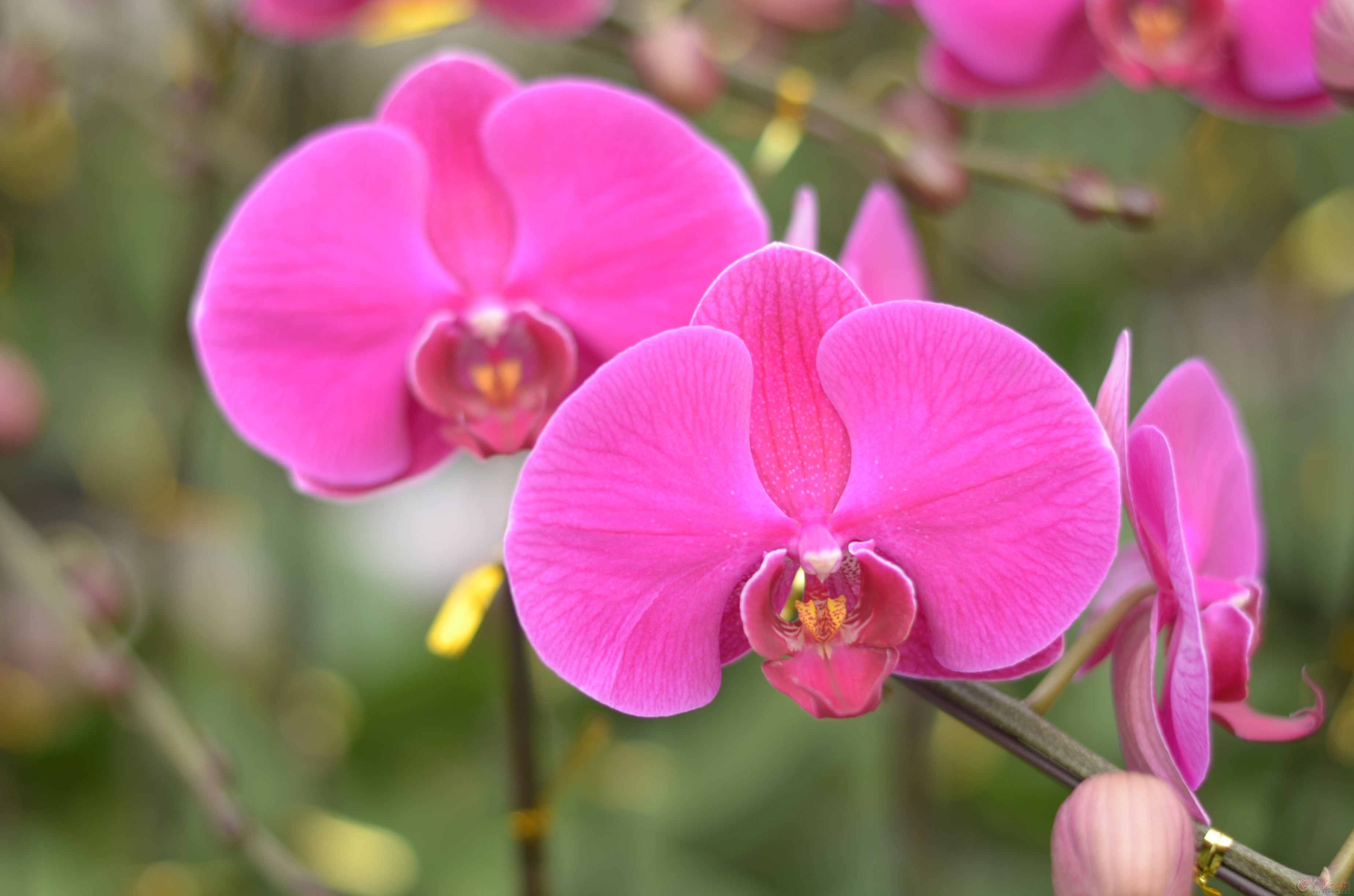 送花怎么选择合适的花,送花的意义在哪里