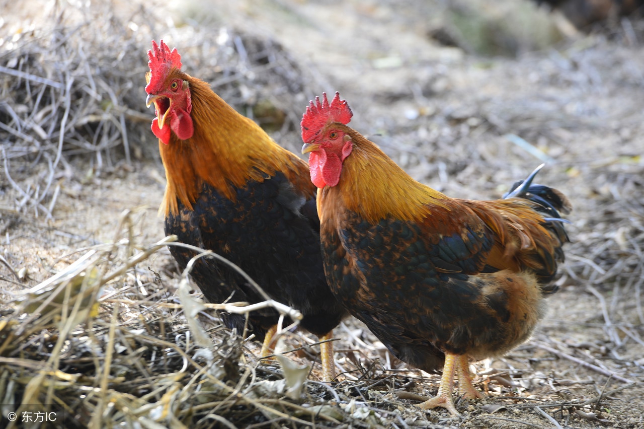 十二属相婚配表鸡和狗,十二属相排列顺序