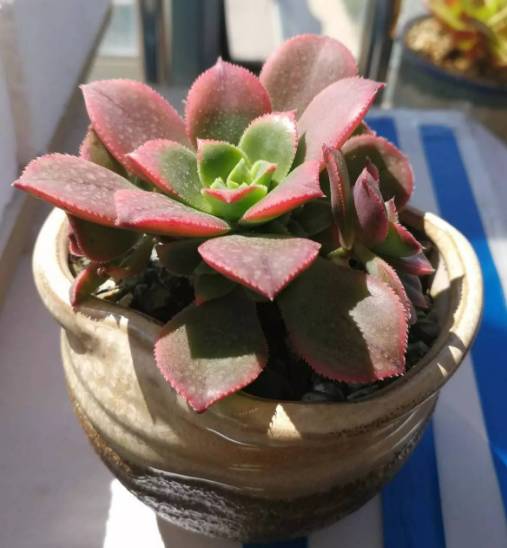 滚蛋吧，黑腐君！深度解析黑腐成因和解决之道