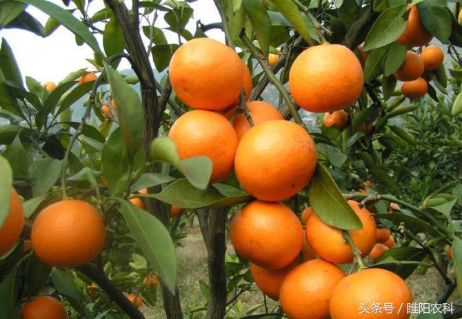 保花保果膨果剂,果树膨果期打乳油剂