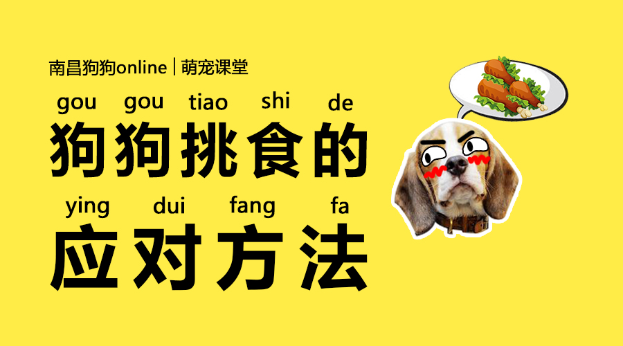 狗狗挑食的最佳治疗方法,狗狗挑食的正确方法视频