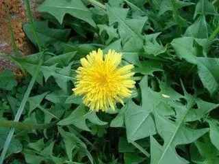 全世界最有营养的100种食物,最有营养食物100种