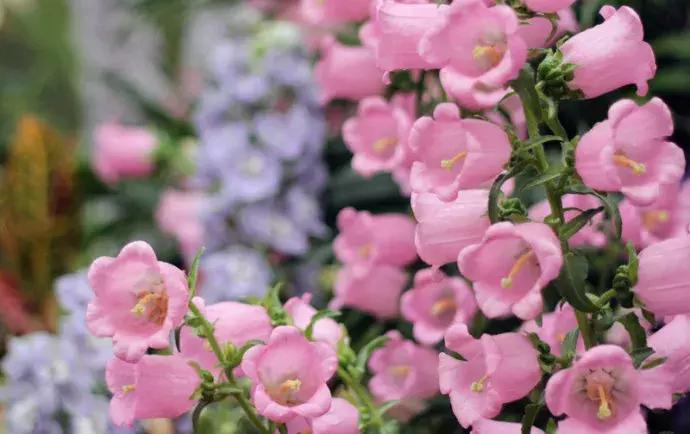 经典花卉品种推荐,现在最适合养的花卉品种