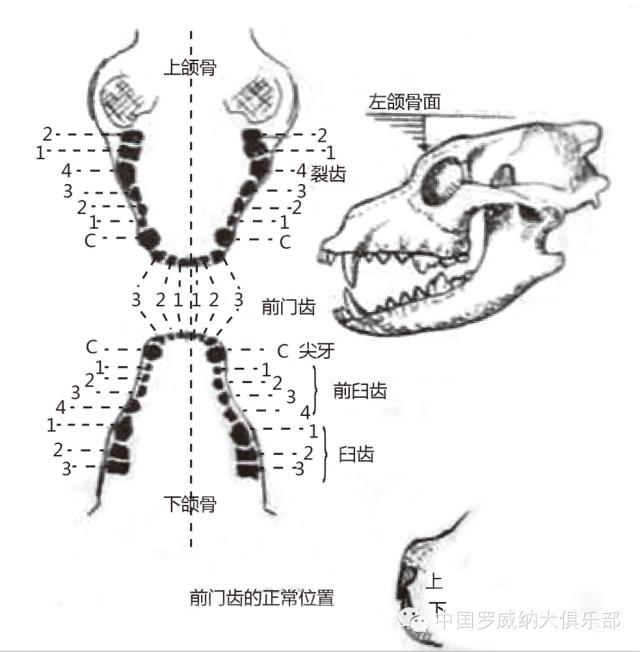 罗威纳FCI性格标准,纯种罗威纳犬的智商排名