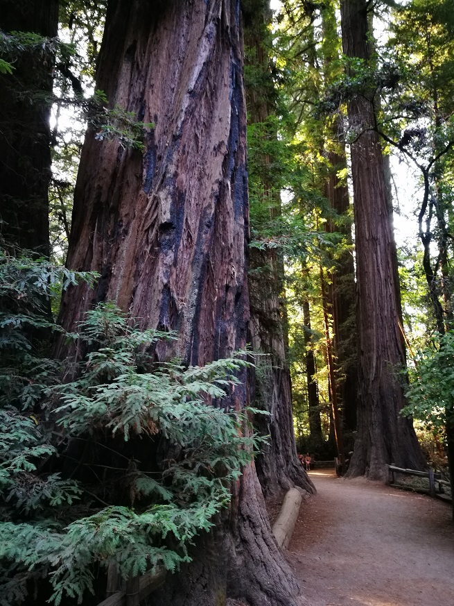 原始森林房车游记,红杉林房车自驾游
