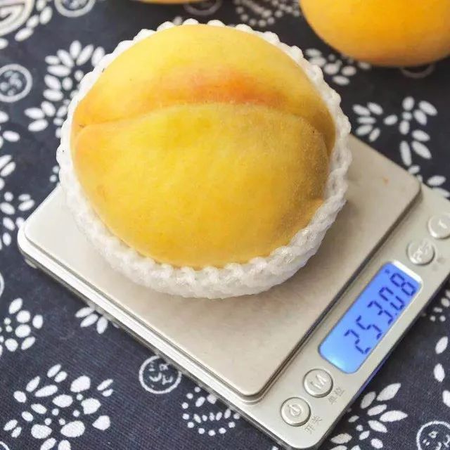 脆甜多汁的黄桃马上进入采摘季,锦绣黄桃罐头