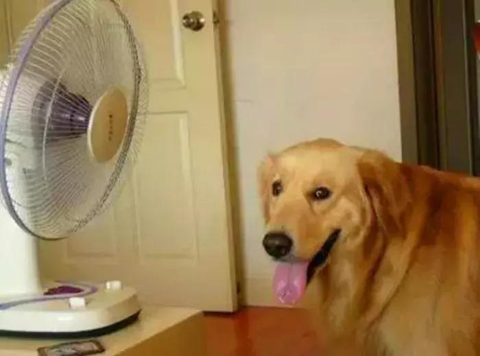 狗狗中暑主人伤心,狗狗中暑急救处理方法