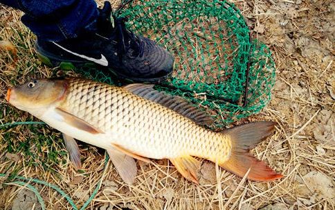 野钓鲤鱼为何一直不进窝,野钓鲤鱼在窝里冒泡为什么不开口
