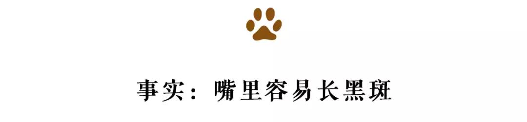 最胖的橘猫是什么品种,橘猫胖到50斤怎么办