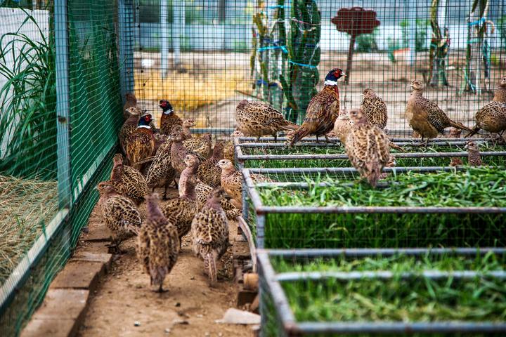 醉乡里｜营养好山鸡竟是“惯”大的！