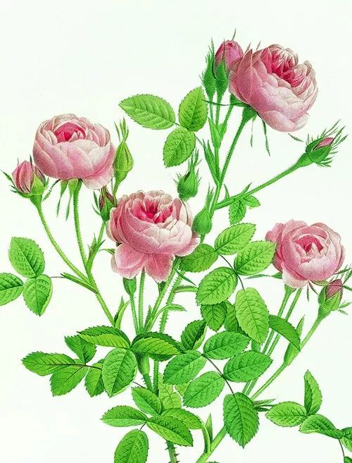 荐书｜七夕将至，现代版“玫瑰圣经”带给你一整本永不凋谢的浪漫！