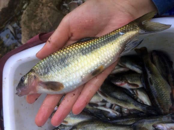 溪流里最多的就是这种光唇鱼，误食了鱼籽可能引发腹泻