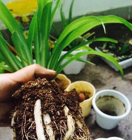 养花小妙招君子兰怎么养,绿萝君子兰吊兰茉莉花驱蚊草