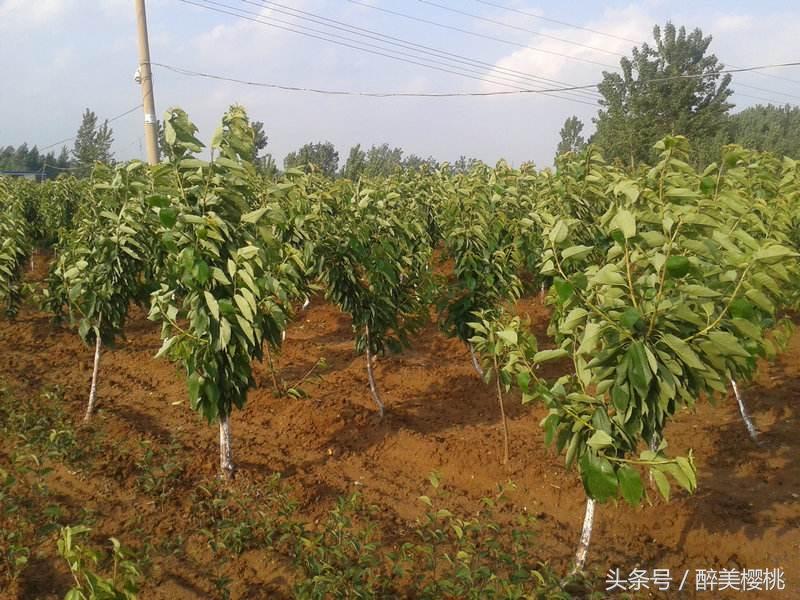 大樱桃最好种植方法,教你科学种植大樱桃车厘子树
