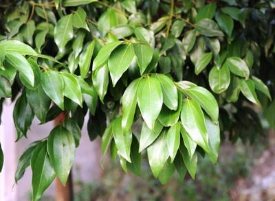 家里蟑螂太多怎么能彻底清除蟑螂,家里蟑螂太多了求真实有效妙招