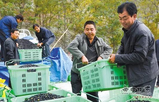 今生广种橄榄树，来世还做陇南人！