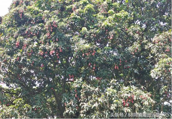 福建莆田荔城区拱辰街道,莆田荔城区拱辰街道地图