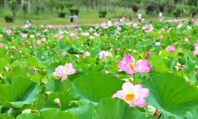 宝鸡十大湿地公园排名,宝鸡市自然生态园林公园