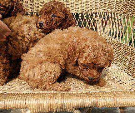 被动微信加人方法,微商被动加人方法和技巧