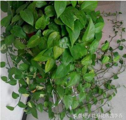 绿萝用什么药长得快长得好,长期吃的三种药让你的绿萝疯长