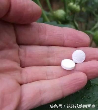 绿萝用什么药长得快长得好,长期吃的三种药让你的绿萝疯长