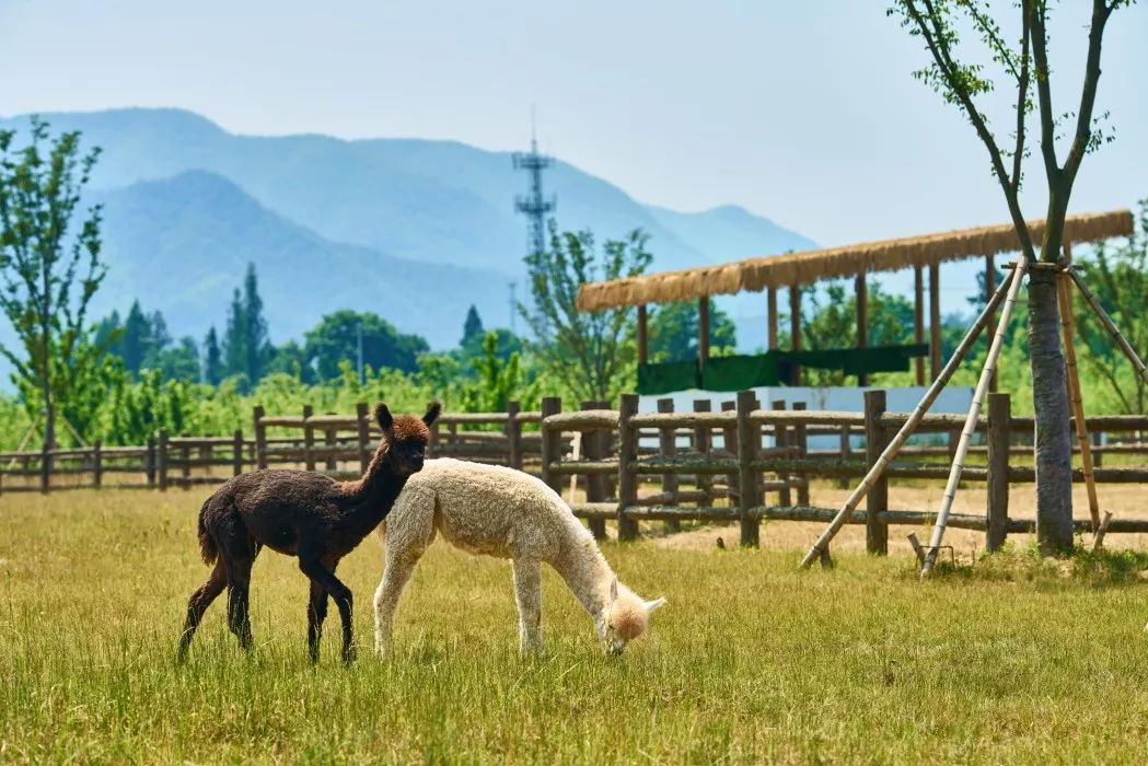 上海附近clubmed酒店,中国第一家clubmed度假村