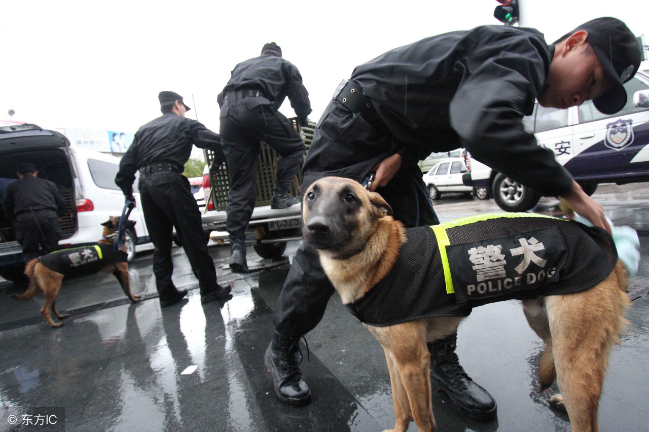 狗狗应聘岗位是什么,狗狗应聘工作