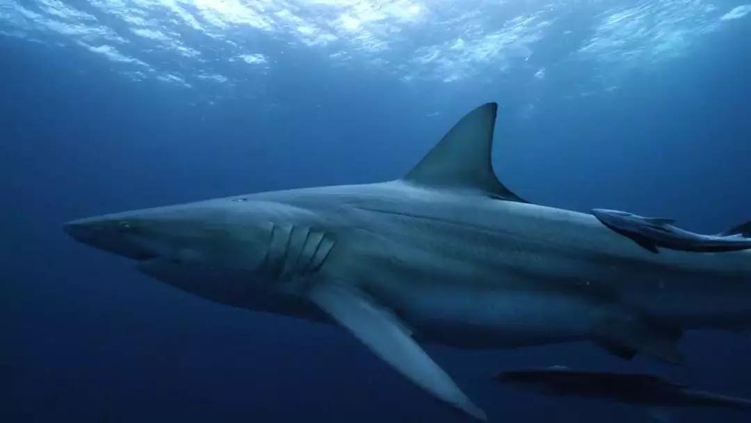 如果没有这部9.6，血腥猎奇的电影还要骗我们多久？