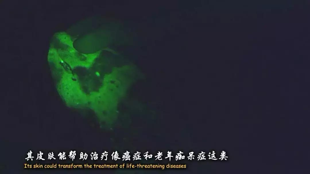 如果没有这部9.6，血腥猎奇的电影还要骗我们多久？