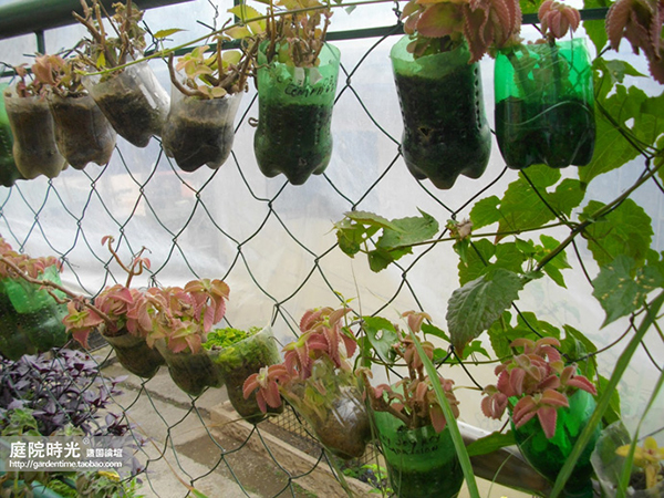 变废为宝自制栽培绿植器皿,塑料瓶创意绿植盆栽旧物利用