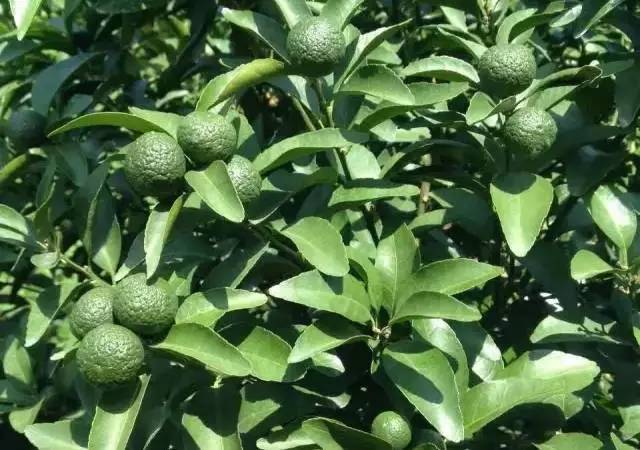 柑橘果树诱捕害虫方法,柑橘幼果病害预防