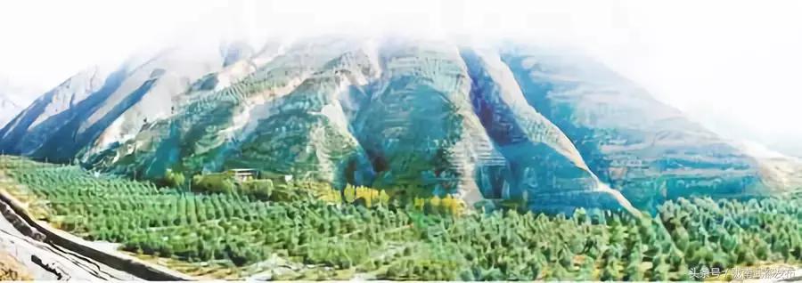 黄金极致养护橄榄油功效,液体黄金橄榄油的101种用法