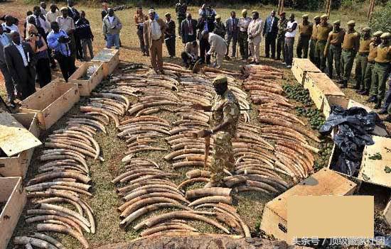 犀牛角的特征和图片,犀牛角的种类图片大全