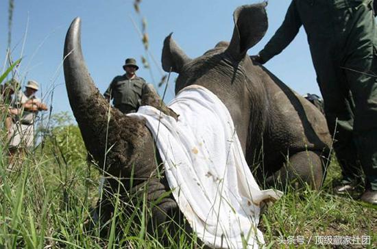 犀牛角的特征和图片,犀牛角的种类图片大全