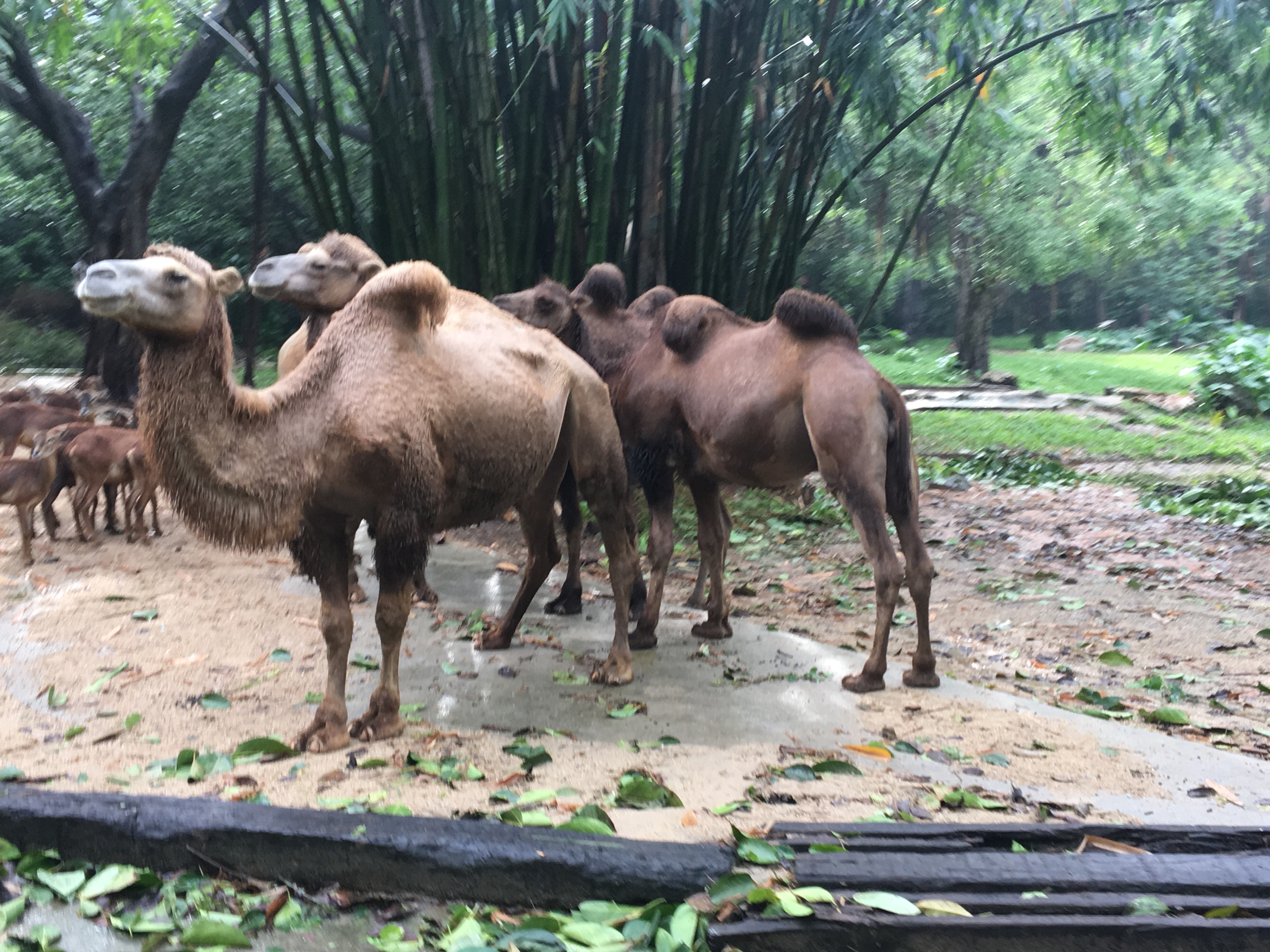 长隆野生动物园游玩攻略,长隆野生动物园