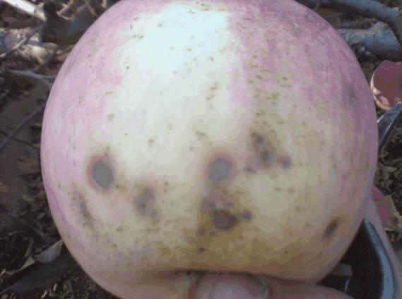 坏了一点的水果还能吃吗,水果坏了一小点切掉剩下的能吃吗