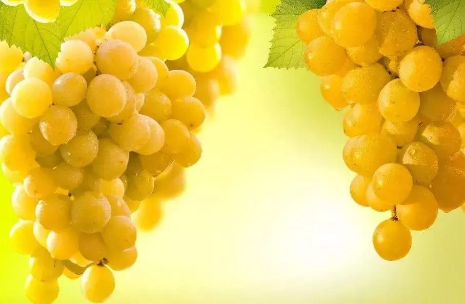 好种又好卖的15个葡萄品种,好种的葡萄苗