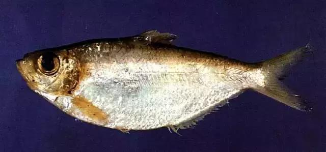 海南的鱼类大全,海南鱼类大全图片