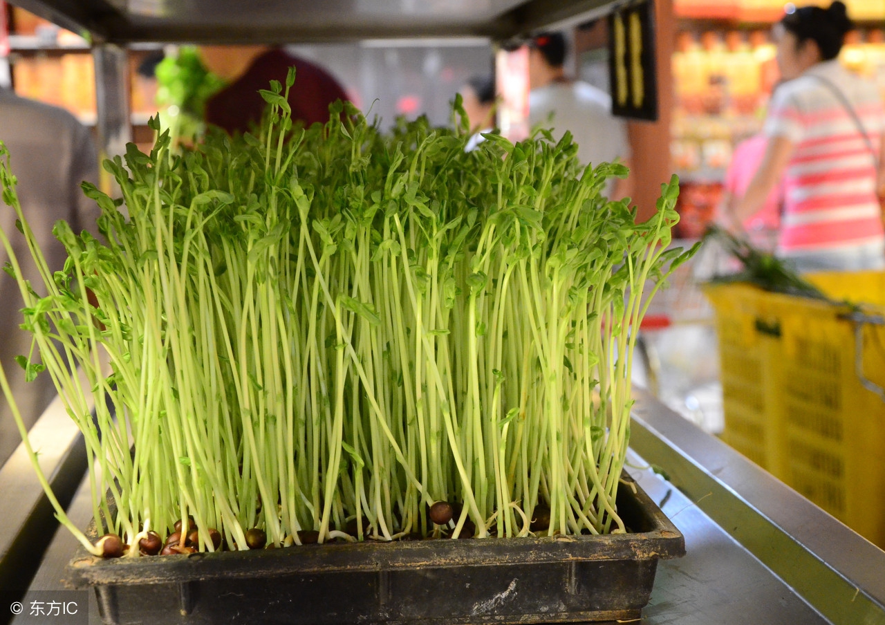 这菜营养不输西兰花，播种20天可采收，连收10次，每亩可达万元！