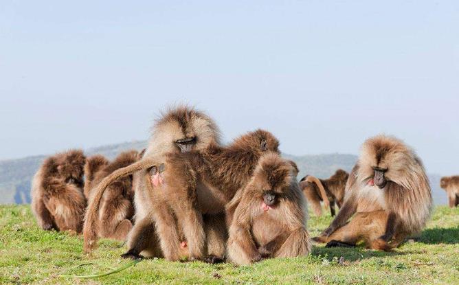狒狒这种动物的样子,长得最奇葩的狒狒