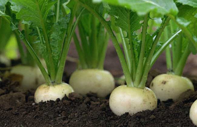 说文解字第263讲,说文解字第56课