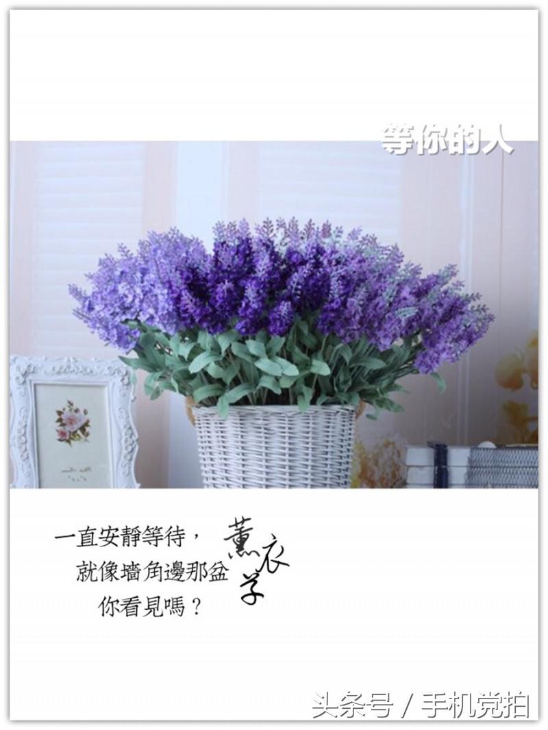 能表达爱情的有哪几种花,最适合表白的花