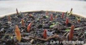 山竹种子怎么种植盆栽能长多高,山竹盆栽养殖方法和注意事项